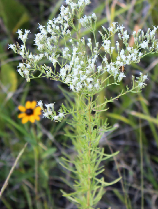<p>Asteraceae</p>