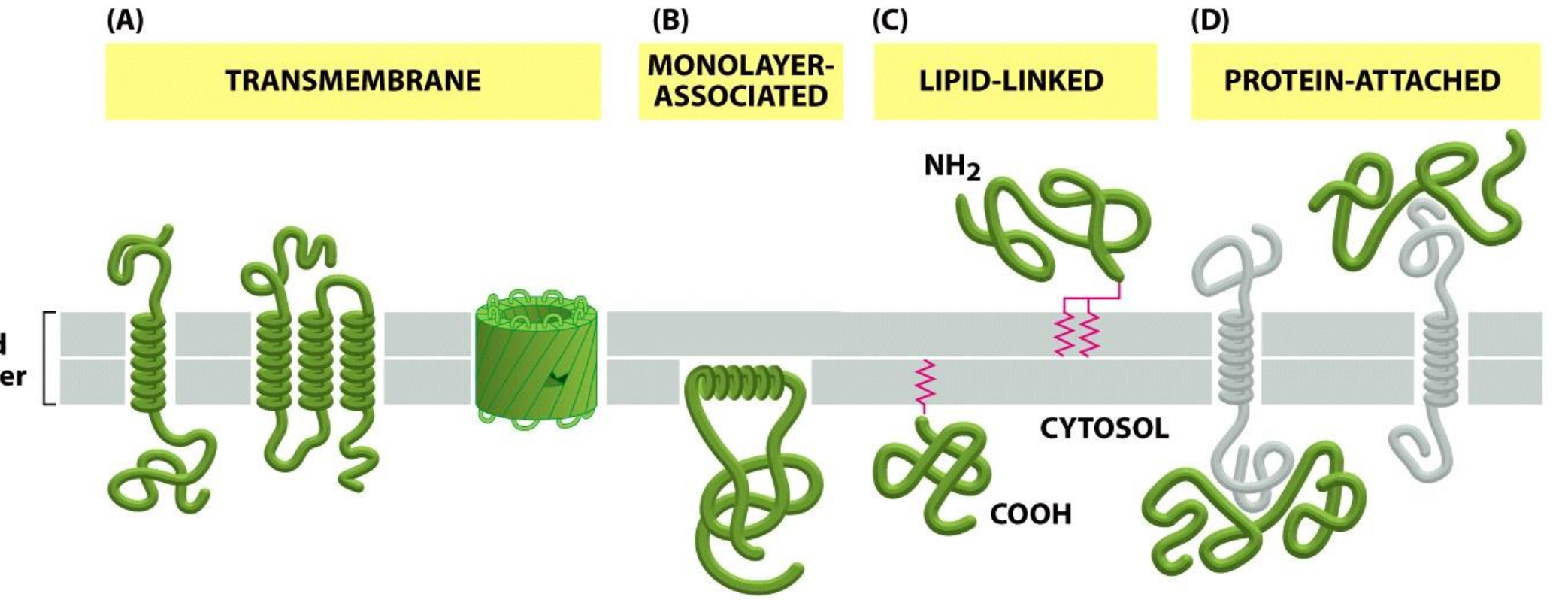 <p>Integrales:<br>1. Proteínas transmembrana.</p><p class="p1">2. Proteínas asociadas a la cara citoplasmática de la membrana plasmática.</p><p class="p1">3. Proteínas unidas a lípidos de la membrana plasmática por enlaces covalentes.</p><p class="p2">Periféricas:</p><p class="p1">4. Proteínas que están unidas a proteínas transmembrana (enlaces no covalentes).</p>