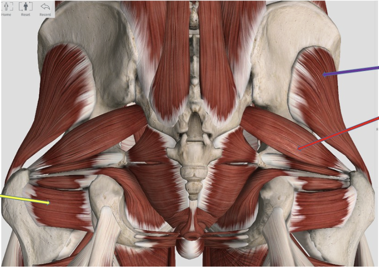 <p><span>Identify the muscle at the tip of the purple arrow</span></p>