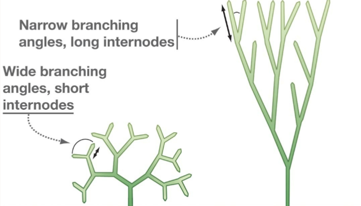 <p>morphological diversity of shoots</p>