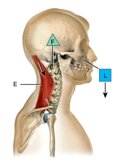 <p>Which class lever</p>