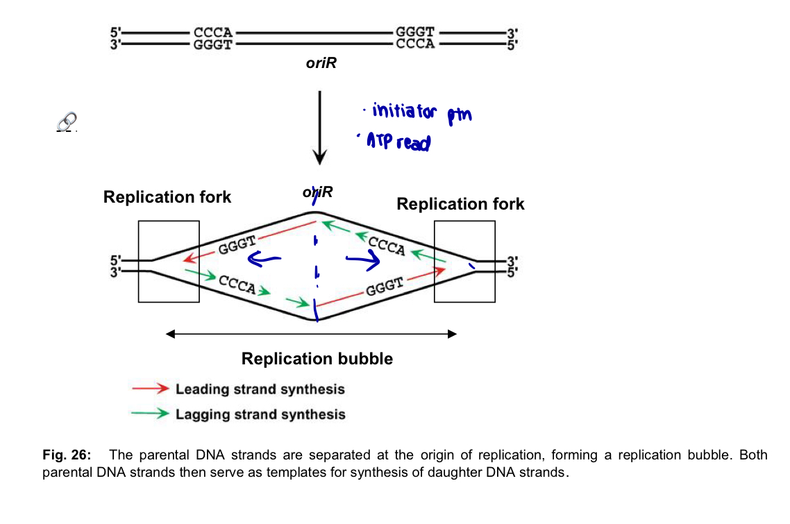 <ul><li><p>DNA replication begins at one or more sites on the DNA molecule called <strong>origins of replication</strong> (oriR) </p></li><li><p>each oriR is a <u>specific sequence of nucleotides,</u> which is generally A-T rich (easier to disrupt the bonds cos only 2 hydrogen bonds btw A and T) </p></li></ul><ol><li><p>proteins that initiate DNA replication (<strong>initiator proteins</strong>) <strong>recognise</strong> this sequence and <strong>bind</strong> to the oriR sequence - DNA double helix is <u>separated</u> into two strands —> <strong>replication bubble </strong></p></li><li><p>length of DNA unwound to <strong>initiate replication </strong>is typically ~<strong> 50bp</strong>, ATP required </p></li><li><p>at each <u>end of a replication bubble</u> Y-shaped structure called a <strong>replication fork</strong>, where the new strands of DNA are synthesised </p></li></ol><ul><li><p>2 replication forks <u>move away from the oriR </u>as replication proceeds <u>bidirectionally</u>, until the entire DNA molecule is <u>separated</u> </p></li></ul><p></p><p></p>