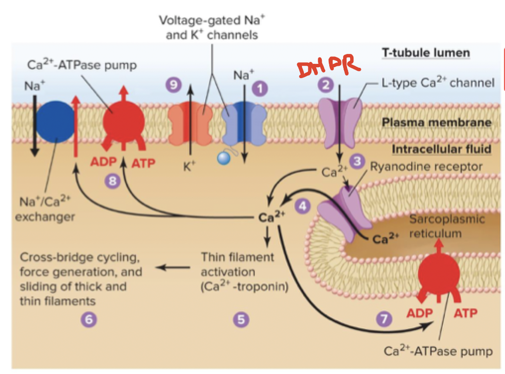 <p>Excitation </p><ul><li><p>Membrane is depolarized by Na+ entry as AP begins</p></li><li><p>Depolarization opens DHPR (L-type Ca2+ channels) in T-tubules</p></li><li><p>CICR (calcium-induced calcium release) - entry of trigger Ca causes Ca to bind to and open Ryr —> Ca goes into the cytosol</p></li></ul><p>Contraction</p><ul><li><p>Binding of Ca exposes cross-bridge binding sites on thin filaments</p></li><li><p>Cross bridge cycling generates force, filaments slide</p></li></ul><p>Relaxation</p><ul><li><p>SERCA pump returns Ca to SR</p></li><li><p>Na/Ca exchangers</p></li><li><p>Ca ATPase pump</p></li><li><p>Membrane repolarizes</p></li></ul><p></p>
