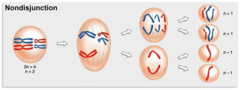 <p>arise spontaneously by chromosome non-disjunction during meiosis</p>