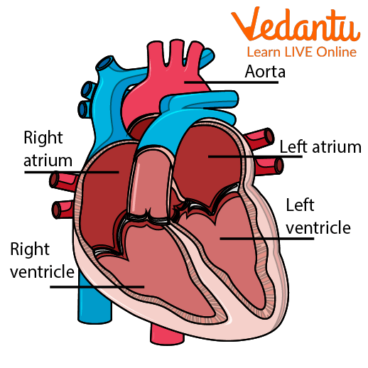 <p>how heart works</p>
