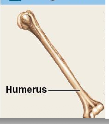 <p>Long and slender. <em>Examples:</em> Humerus (arm), forearm, femur (thigh—largest/heaviest bone), leg, palms, soles, fingers, and toes</p>