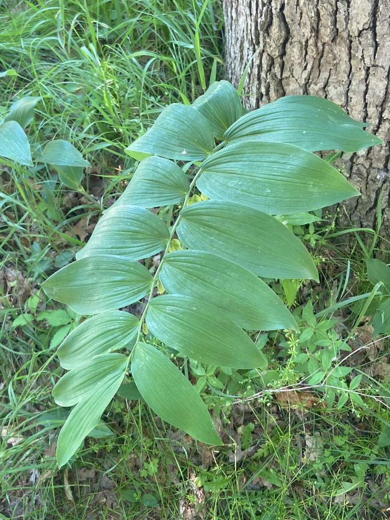 Polygonatum biflorum (Asparagaceae)