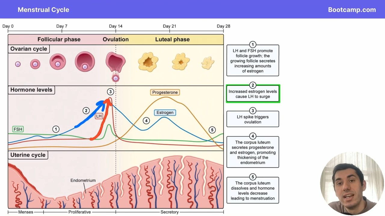 <p>Estrogen keeps increasing, until eventually FSH and LH levels surge</p>