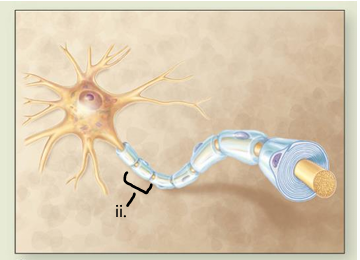 <p>myelinate axons in PNS, protective covering around axon, insulates axon to produce faster nerve impulses, cna help regenerate damaged PNS axons</p>