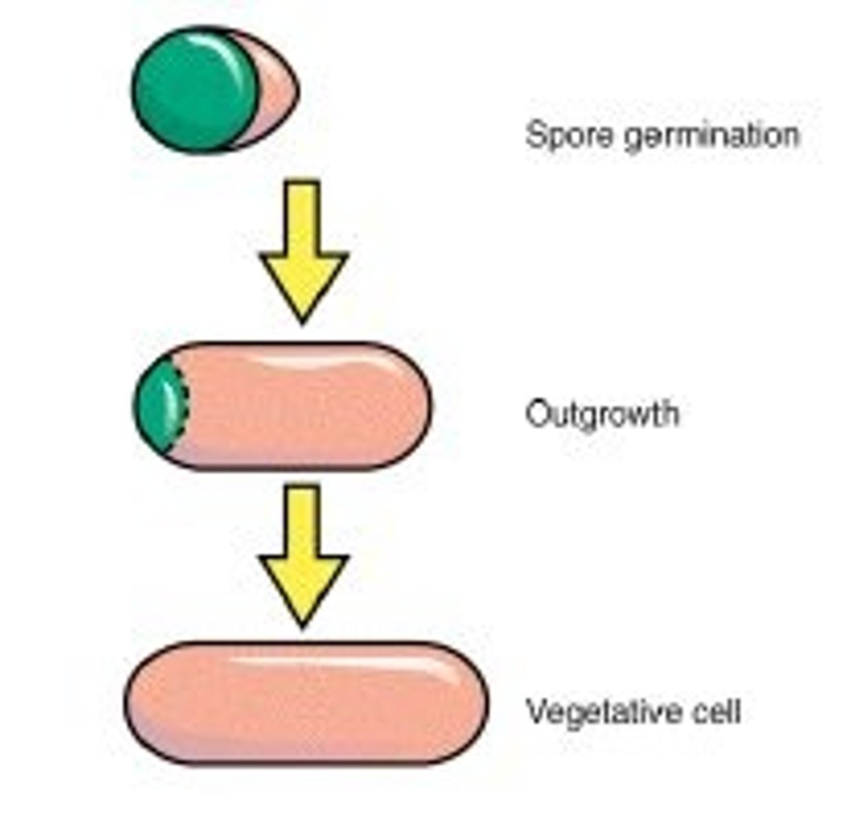 <p>The return of an endospore to an active vegetative cell.</p>