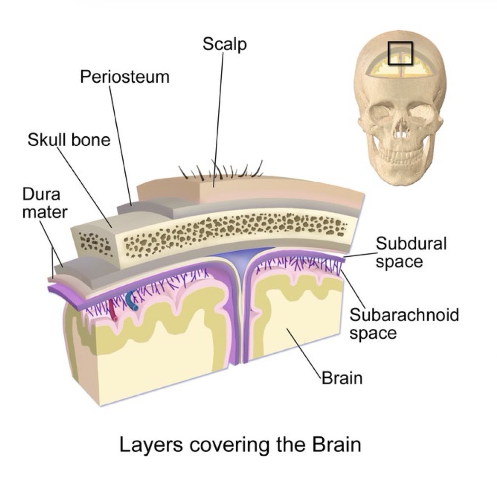 <p>Mit Kipp´schen Methode Kinderschokolade</p><ol><li><p>Dura mater </p></li><li><p>Arachnoidea </p></li><li><p>Pia mater </p></li></ol><p></p>