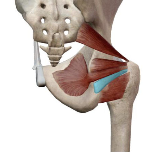 <p>what is the name, action, and innervation of this muscle?</p>