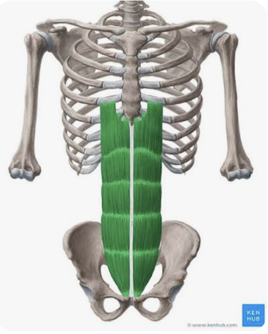 <p>O: Pubic crest, tubercle, and symphysis</p><p>I: Costal cartilages 5-7, xiphoid process</p><p>A: Flexion of the trunk</p>