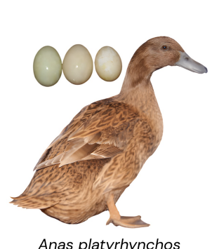 <ul><li><p>Egg type / light meat production</p></li><li><p>250-300 eggs</p></li><li><p>2- 2.5kg at 8-10 weeks</p></li><li><p>England</p></li><li><p>Excellent egg layer, light brown plumage, active and good foragers, produces white eggs</p></li></ul><p></p>