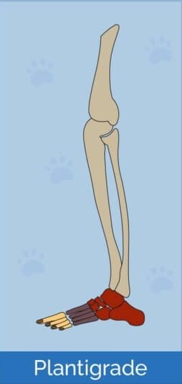 <p>Walking on the soles of the feet</p>