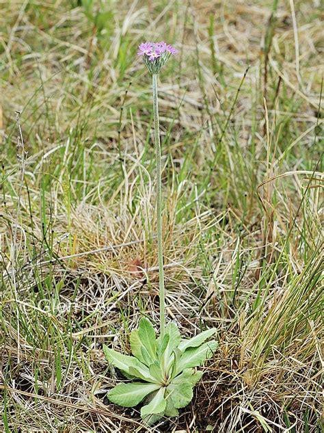 <p>Basal leaves. </p>