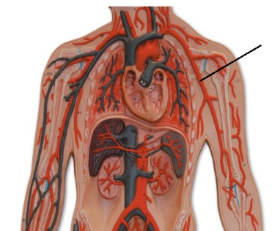 <p><span style="line-height: 17.375px;">Identify the blood vessel.&nbsp;</span></p>