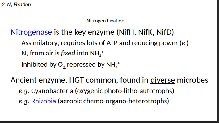 <ol><li><p> Cyanobacteria (oxygenic photo-litho-autotrophs)</p></li><li><p>Rhizobia (aerobic chemo-organo-heterotrophs)</p></li></ol><p></p>