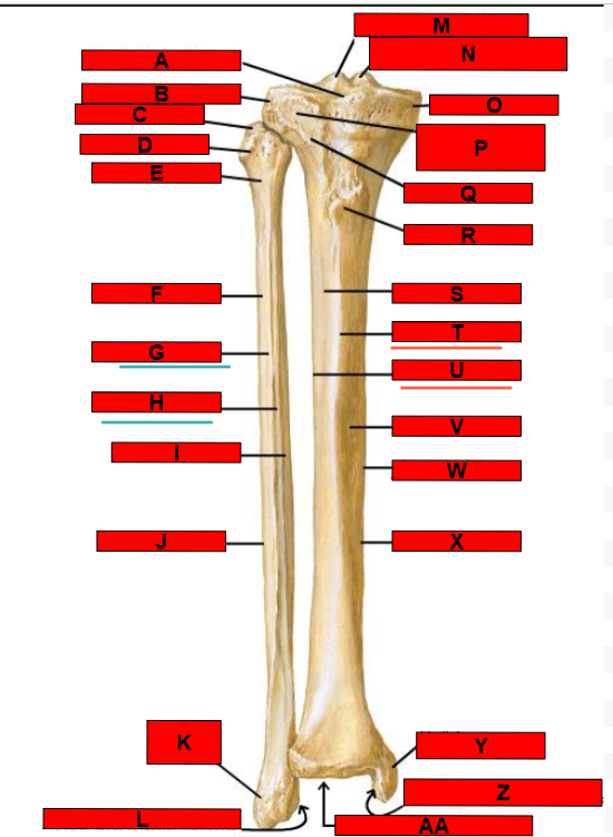 <p>What is indicated by A?</p>
