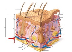 <p>-deepest layer of the skin</p><p>-contains blood vessels, adipose (fat) tissues and areolar tissue (loose C.T.)</p>