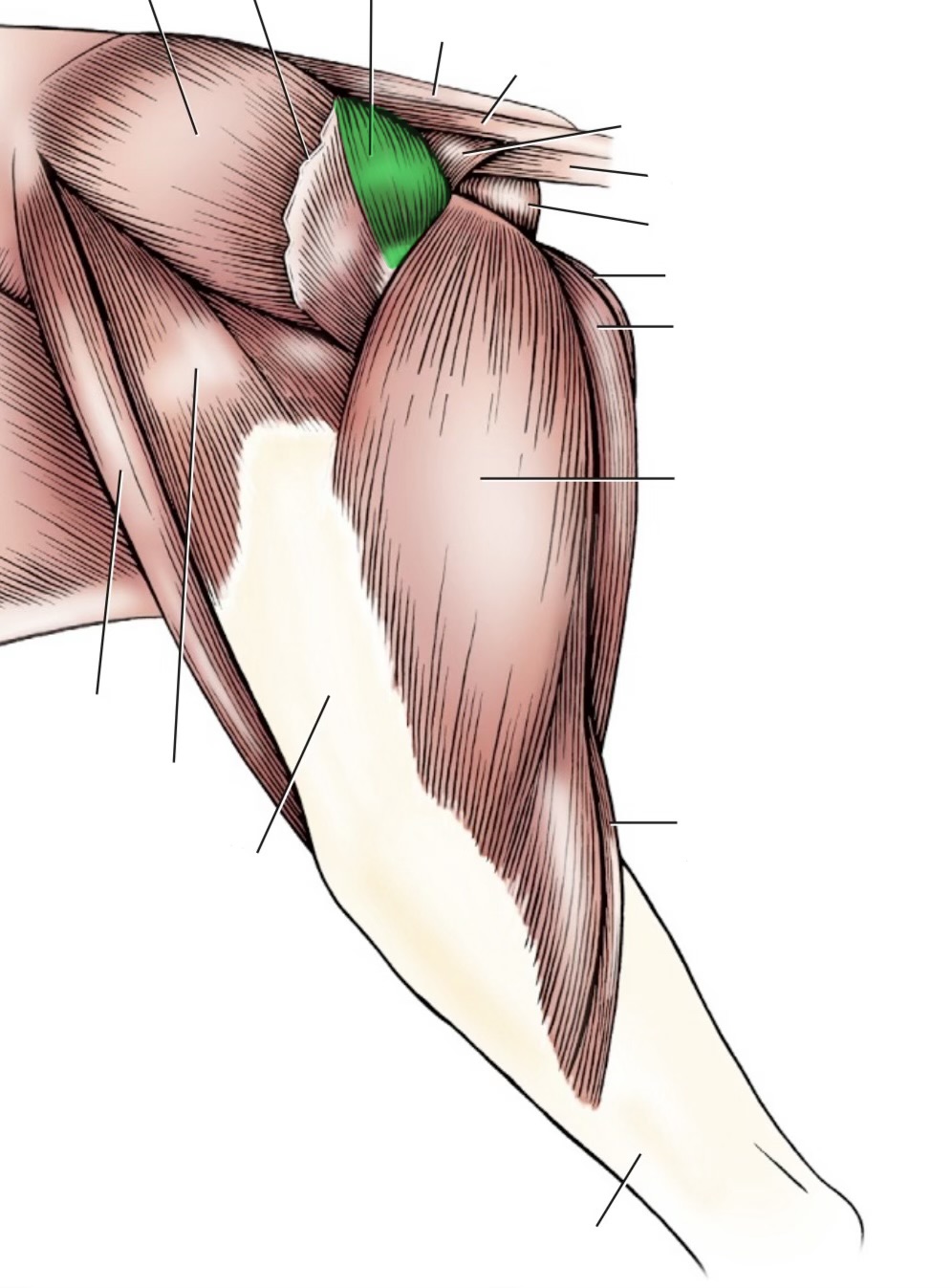 <p>action- extend hip, abduct limb</p><p>origin- sacrum &amp; 1st caudal vertebrae</p><p>insertion- third trochanter of femur (proximal)</p><p>innervation- caudal gluteal n</p>