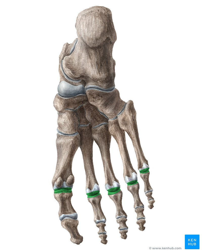 <p>What Joint?</p>