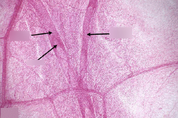 <p>What tissue is this</p>