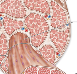 <p>Fascicle covering</p>
