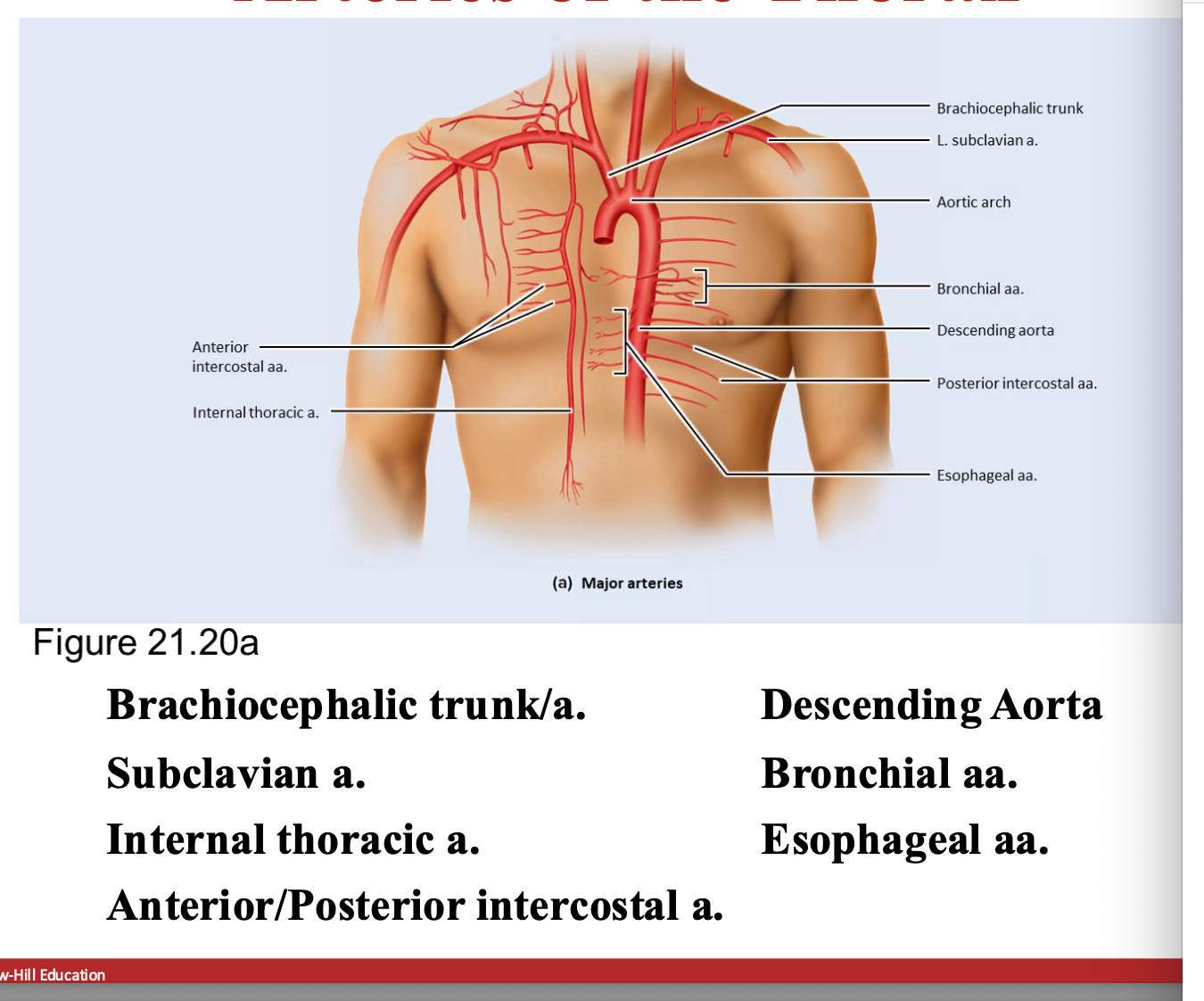 <p>brachiocephalic trunk/a. subclavian a. internal thoracic a. anterior/posterial intercostal a. descending aorta, bronchia aa. esophageal aa. </p>