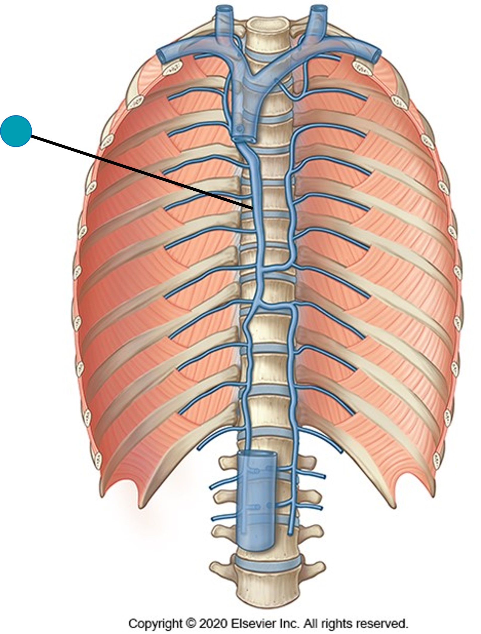 <p><span>The structure indicated by the blue pin is the:</span></p>