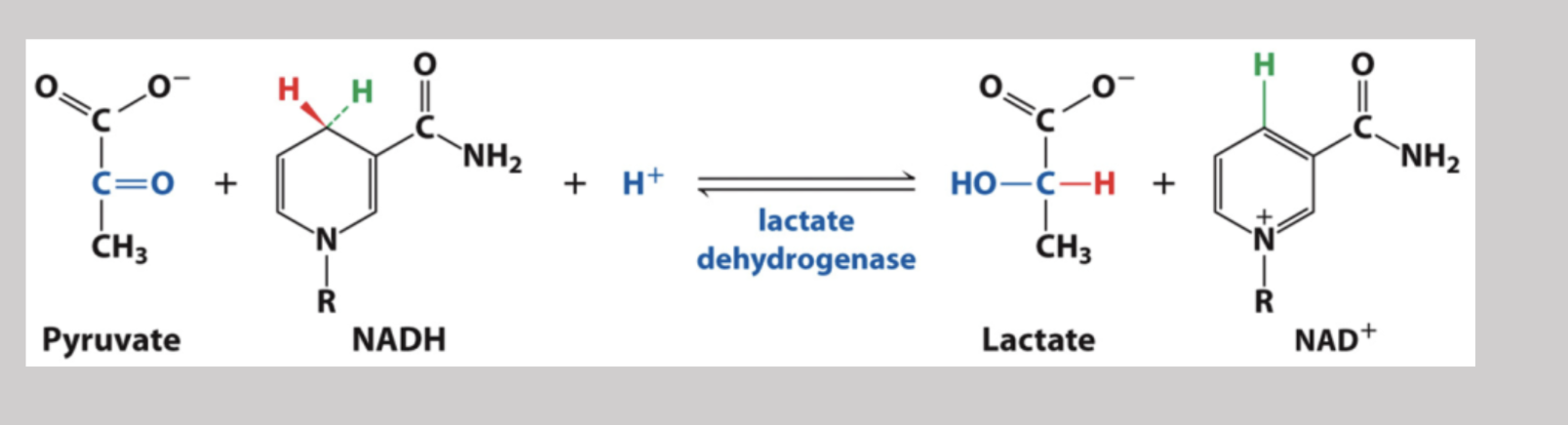 <p>During excercise, mammals utilize this enzyme to temporarily turn pyruvate into lactate by oxidizing NADH to NAD+ and therefore, reduces pyruvate </p>