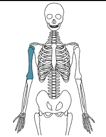 <p>What bone is this</p>