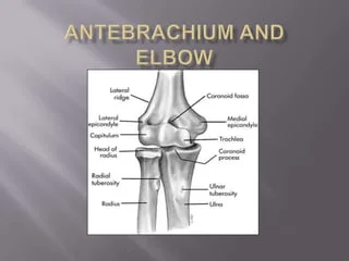 <p>relating to the antebrachium (forearm)</p>