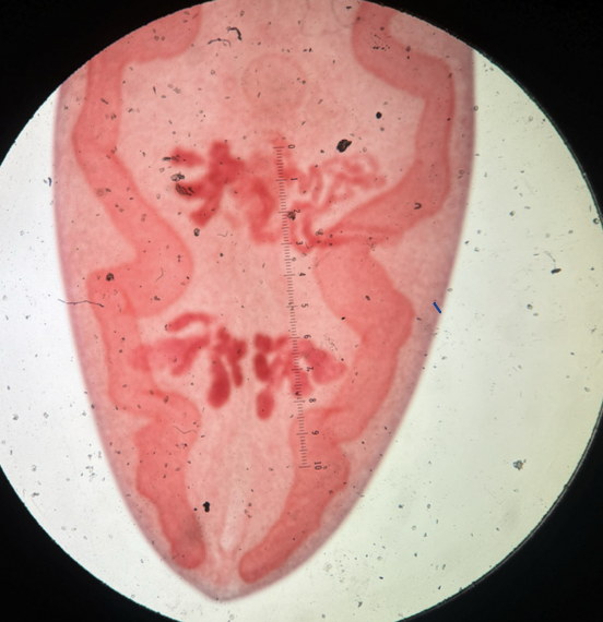 <p>Kingdom: Animalia</p><p class="p1">Phylum: Platyhelminthes</p><p class="p1">Class: Trematoda</p><p class="p1">Order: Plagiorchiformes</p><p class="p1">Family: Troglotrematidae</p><p class="p1">Species/Stage: Paragonimus westermani - adult</p>