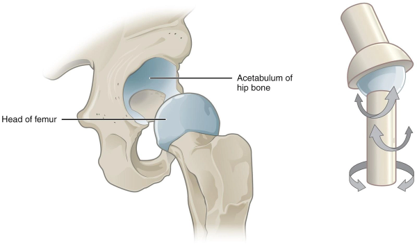 <p>rounded head into cuplike cavity; think hip, shoulder</p>