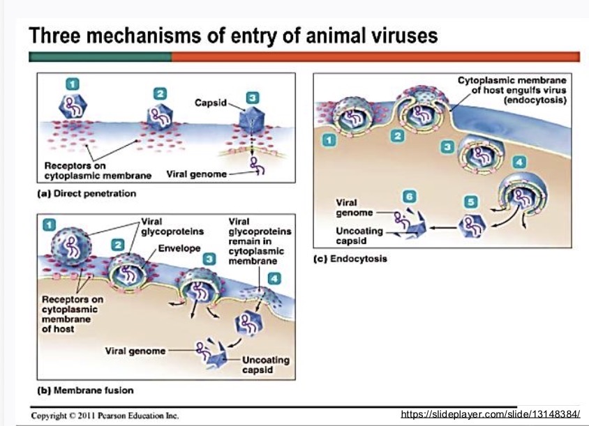 <p>Three mechanisms</p><ul><li><p>Direct penetration</p></li><li><p>Membrane fusion</p></li><li><p>Endocytosis</p></li></ul><p></p>