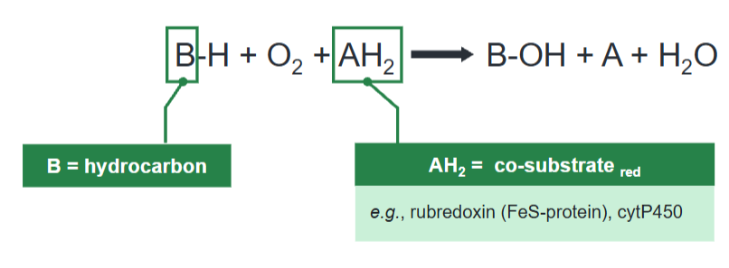 <p>O2 dependent enzymes that cat oxidation of co-substrate and hydrocarbons. </p><p>Use Co-substrate rubredoxin, cytP450, or combnty***</p>