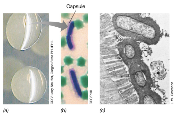 <ul><li><p>Capsules are composed of an extracellular polysaccharide or polypeptide coat that surrounds bacterial cells to facilitate attachment</p></li><li><p>Capsules also provide protection against host immune defenses including phagocytosis mediated by antibodies, and lysis by antimicrobial peptides (e.g. defensins)</p></li><li><p>Examples of encapsulated pathogens include <em>Bacillus anthracis</em> and <em>Streptococcus pneumoniae</em></p></li></ul><p></p>