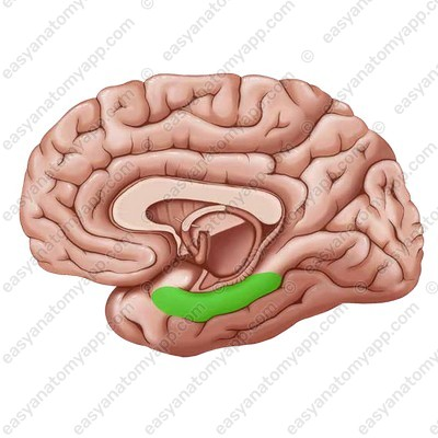 <p>temporal lobe cortical sections</p>