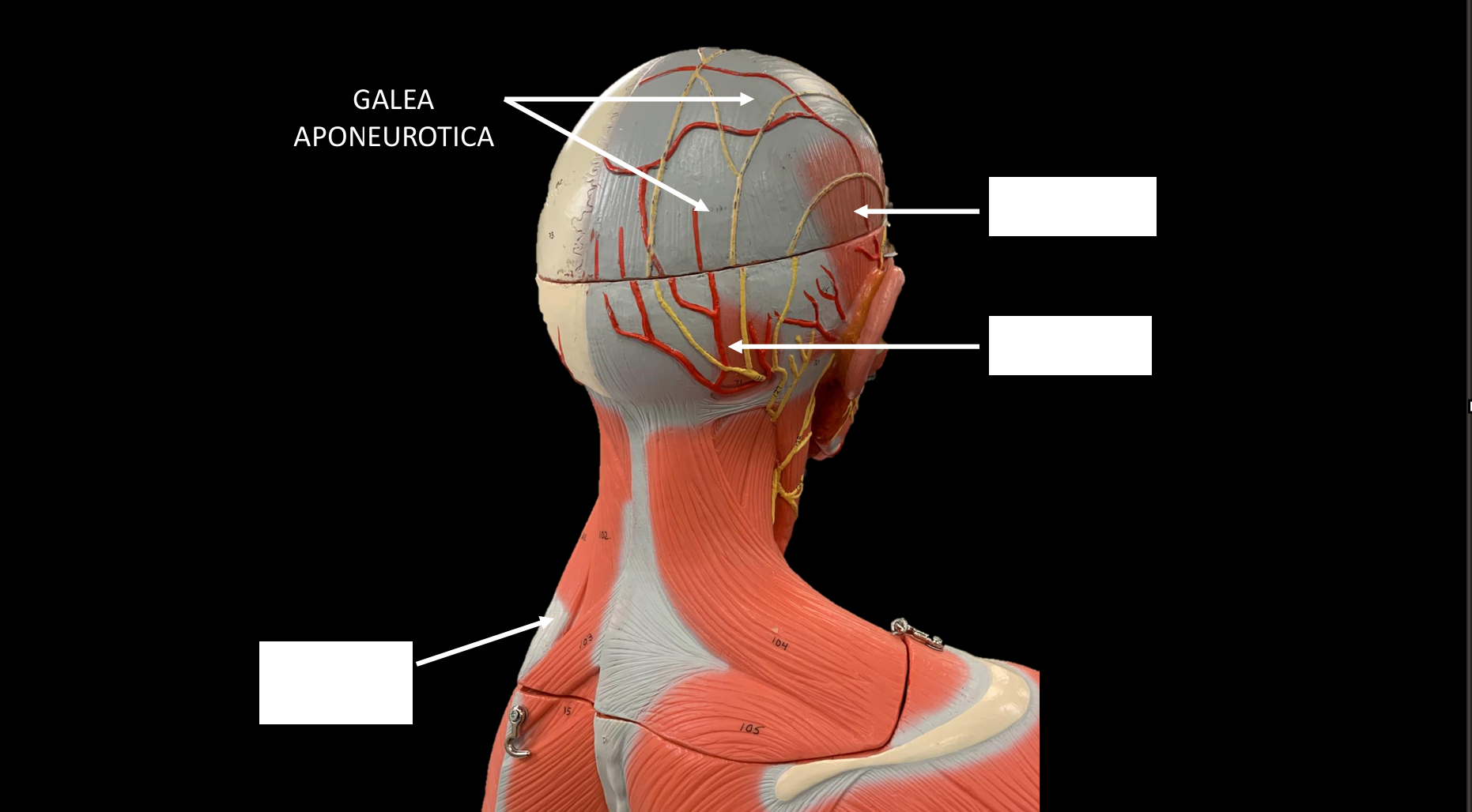 <p>GALEA APONEUROTICA</p>