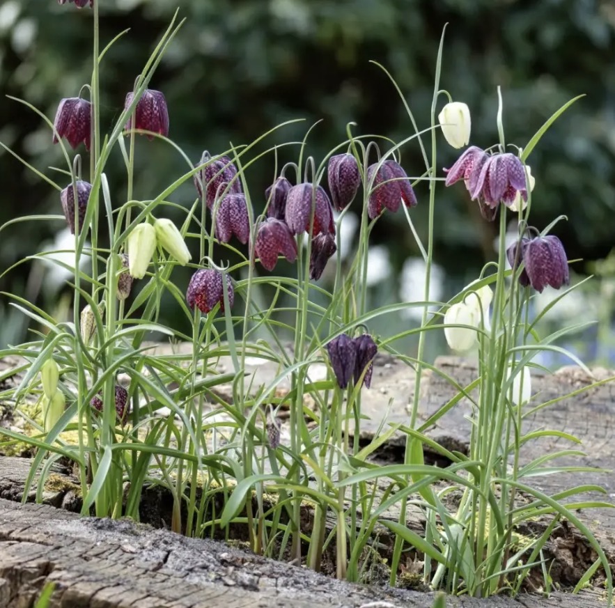 <p>Fritillaria meleagris height</p>
