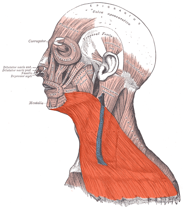 <p>name this muscle and 1 action</p>