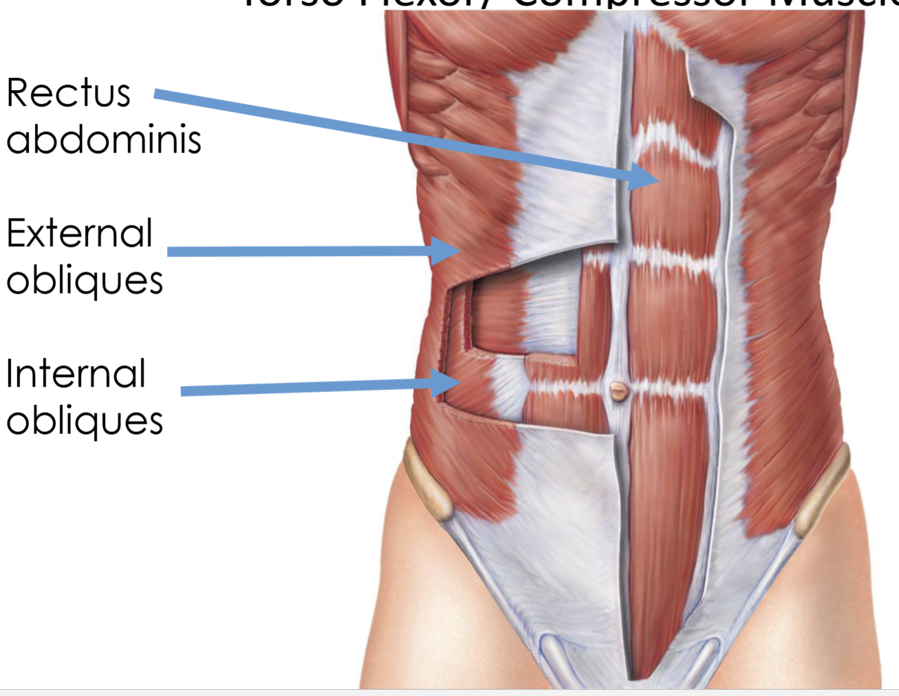 <p>External obliques</p>