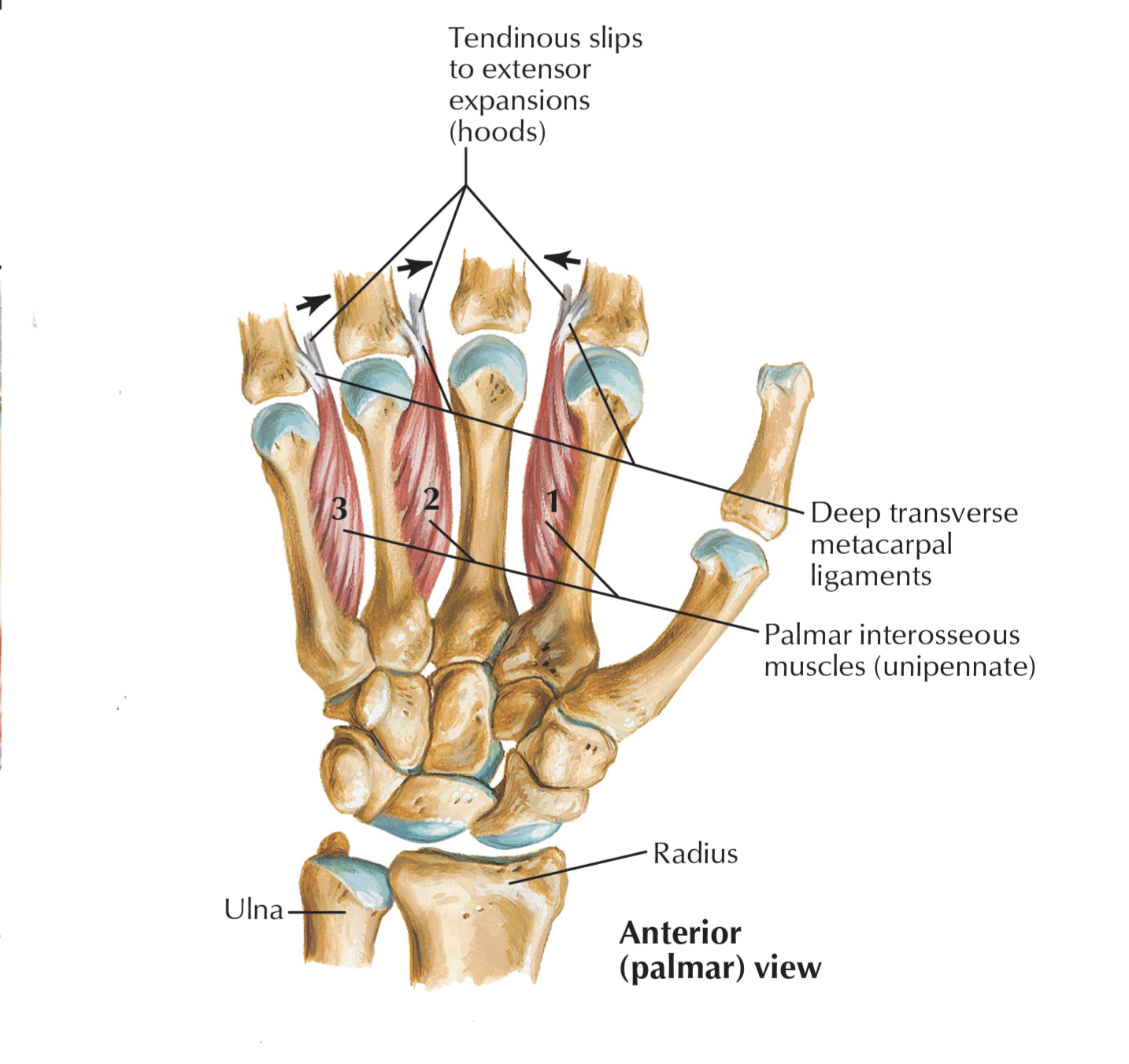 <p>palmar interossei</p>