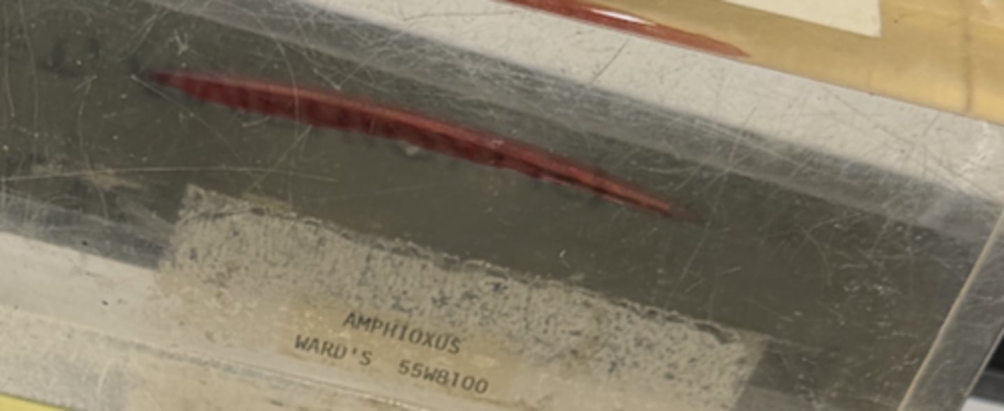 <p>phylum, subphylum, and name</p>
