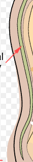 <p>what cavity is this?</p>