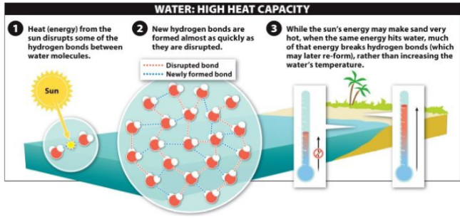 <p>Ability to absorb and release heat with little temperature</p><p>change</p><p>Prevents sudden changes in temperature</p>