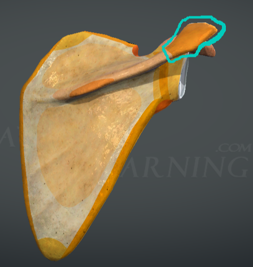 <p>acromion </p>