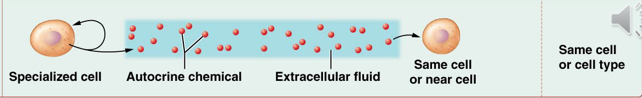 <p>chemicals secreted into interstitial fluid which elicits effects from the same cell or same cell type as the signaling cell</p>