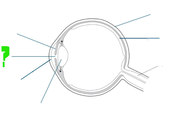 <p>What is this part of the eye?</p>